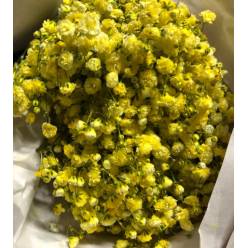 Paniculata Ecu. Tint. Yellow 750gr "T25" (7 Dias - 2)