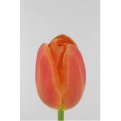 Tulipan Hol. Orange Juice 40cm (7 Dias - 2)