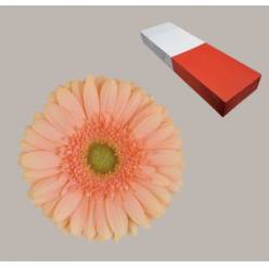 Gerbera Hol. Pre-Extase "T25" (7 Dias - 2)