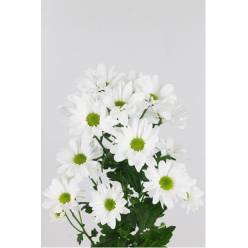 Margarita Hol. Bac. Kennedy 85gr Bl (7 Dias - 2)