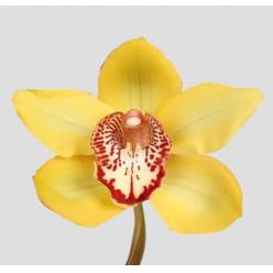 Cymbidium La Vie Stella 80cm Am. (7 Dias - 2)