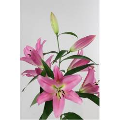 Oriental Hol. Rs. Maldano 80cm 2 fl. (7 Dias - 2)