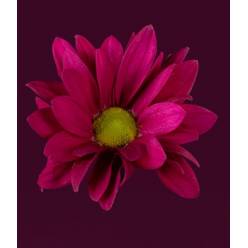 Margarita Hol. Purple star 90gr. Mor. (7 Dias - 2)