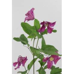 Clematis Inspiration 60cm (7 Dias - 2)