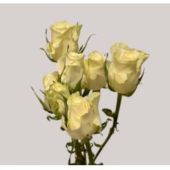 Ramificada Polar Sensation+ 70cm (7 Dias - 2)