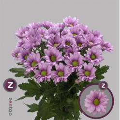 Margarita Hol. Ballerinas 95gr Rs. (7 Dias - 2)