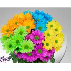 Margarita Hol. Tintada. Rainbow 90gr (7 Dias - 2)