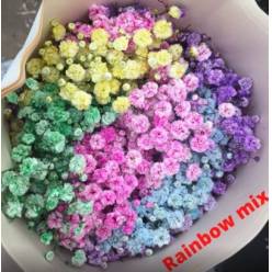 Paniculata Ecu. Rainbow 625gr "T25" (7 Dias - 2)