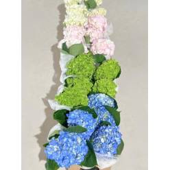 Hortensia Select Mixta 60cm 15/16 "CC20" (7 Dias - 2)