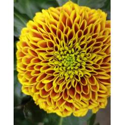 Uniflor Hol. Tropicana 75gr Ama. (7 Dias - 2)