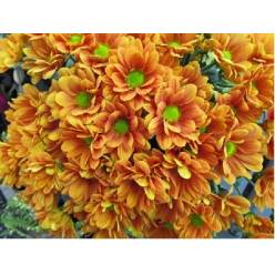 Margarita Col. D. Managua Orange (7 Dias - 2)