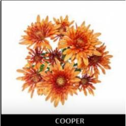 Margarita Col. C. Cooper Bronce (7 Dias - 2)