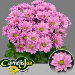 Margarita Hol. Resq 95gr Rs. (7 Dias - 2)