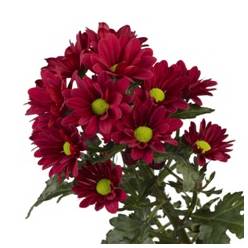 Margarita Nac. Haiku 75gr Rj. (7 Dias - 2)