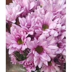 Margarita Col. D. Nella Rs. (7 Dias - 2)