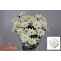 Margarita Hol. Emperor 80gr (7 Dias - 2)