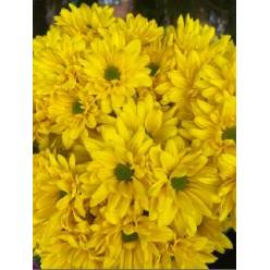 Margarita Col. D. Indira Am. (7 Dias - 2)