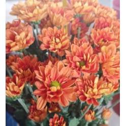 Margarita Col. D. Lina Nj. (7 Dias - 2)