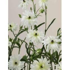 Ranunculos Ecu. Moderna Galaxy 60cm (7 Dias - 2)