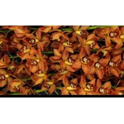 Cymbidium Soweto 80cm Nj. (7 Dias - 2)