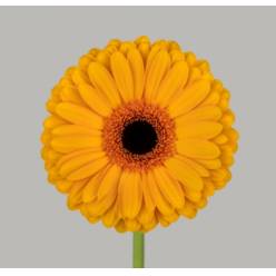 Gerbera Hol. Oaklyn "T25" (7 Dias - 2)