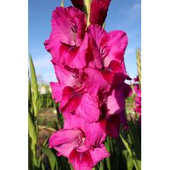 Gladiolo Hol. Mystic Magenta 130cm (60cm espiga) "NEW" (7 Dias -
