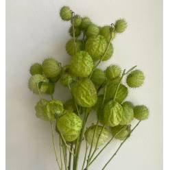 Gonphoricarpus (Asclepia) Moby Dick 60cm 400gr