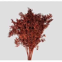 Wild Ruscus Estabilizado Brown Droog 80cm