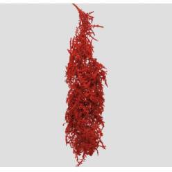 Esparraguera Silvestre Nieve Roja 120cm "T5"