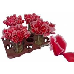 Cyclamen Overig Bicolor 20cm "T25"