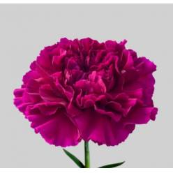 Clavel Hol. 65cm Zafiro Mor.