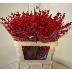 Ilex Verticillata 80cm