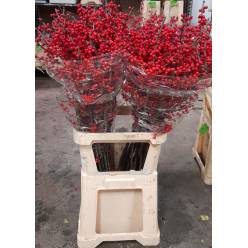 Ilex Verticillata 100cm