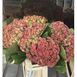 Hortensia Hol. Royal Kiss Classic 65cm 20