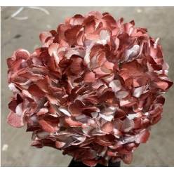 Hortensia Premium Tint. Burgundy 60cm 17/18