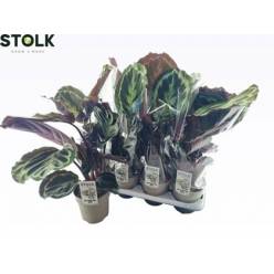 P. Calathea Medallion 14/60cm x8