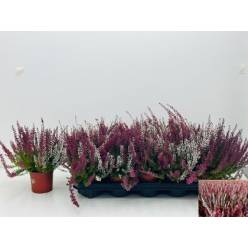 P. Callu Ga Tw Girls 10.5/20cm "CC10"