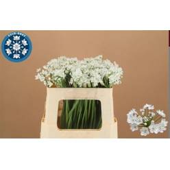 Allium Flocon 50cm Bl.