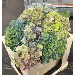 Hortensia Hol. Roy. Parade Classic 50cm 16/18 Bic.