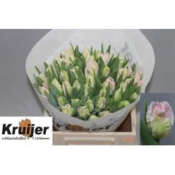 Tulipan Hol. Pa Cabanna 40cm Rs.