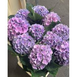 Hortensia Hol. Roy Benefit 70cm 18/20 Lavanda