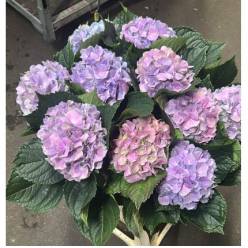 Hortensia Hol. Roy Benefit 60cm 13/15 Lavanda