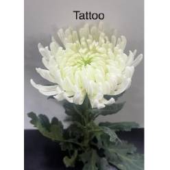 Uniflor Ecu. Tattoo Bl