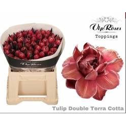 Tulipan Hol. Tint. Double Terra cotta 40cm "T50"