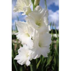 Gladiolo Hol. Nova Zembla 110cm (50cm espiga)