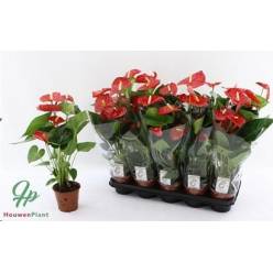 P. Anthurium An Jambo Red 12/55cm x10 4F