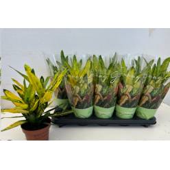 P. Croton Hol. Sunny Star 12/40cm x10