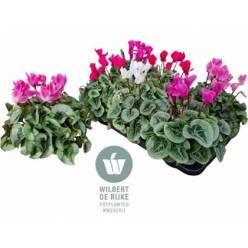 P. Cyclamen Md Super Rembrand 12/25cm "CC6"