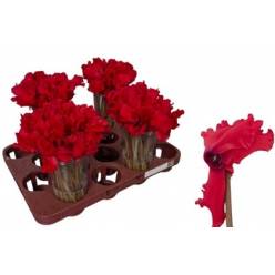Cyclamen Overig Rojo 20cm "T25"
