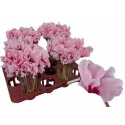 Cyclamen Overig Pink 20cm "T25"